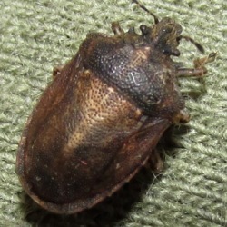 Podops curvidens
